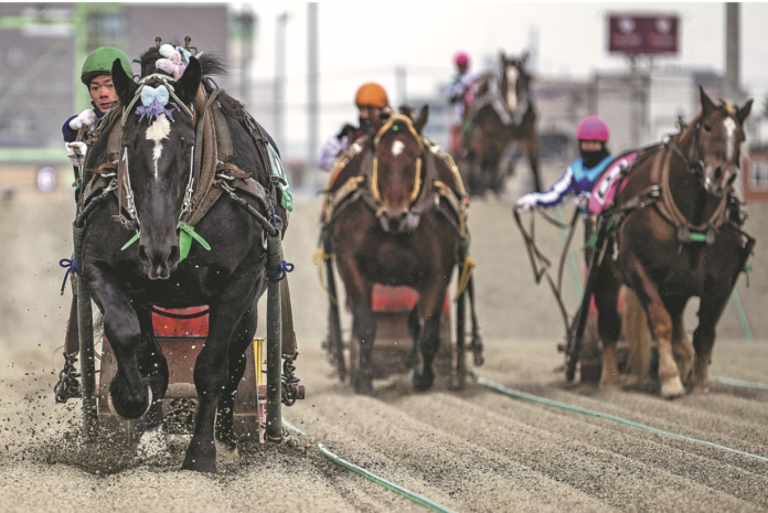 Japan Horse Racing