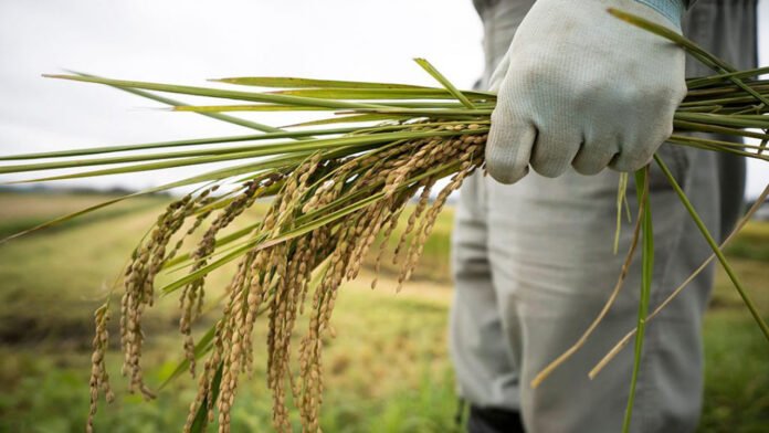 Encouraging Palay Harvest