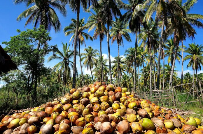 Coconut Oil Exports