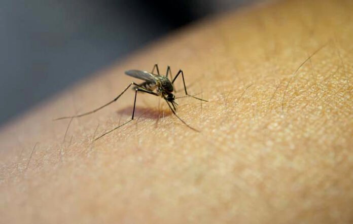 Dengue Cases Are Decreasing