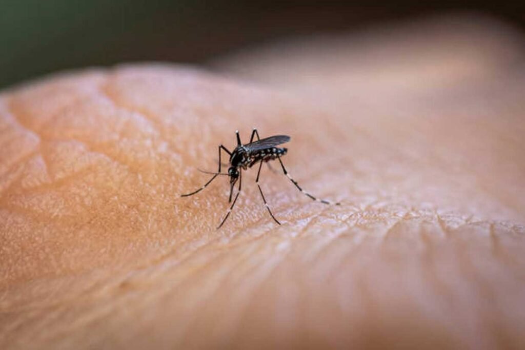 Dengue Cases Surge