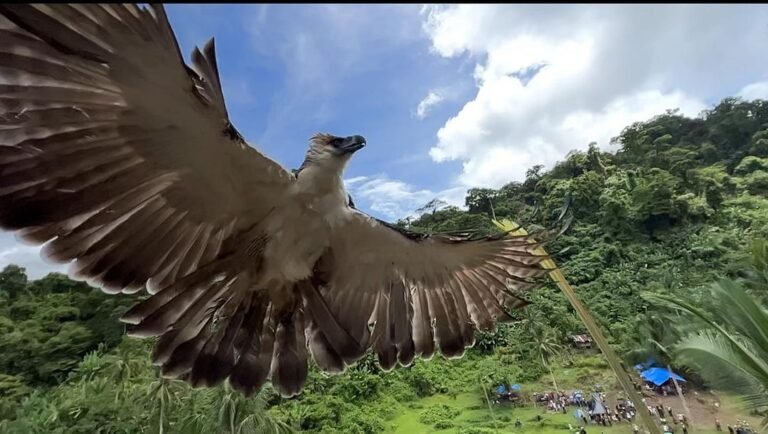 Philippine Eagles Carlito and Uswag Find New Home in Leyte Philippine Eagles Carlito and Uswag Find New Home in Leyte