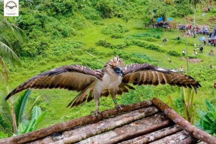 Philippine Eagle