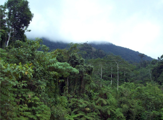 3 million hectares of forest