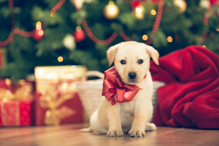 Pets Are Not Christmas Gifts