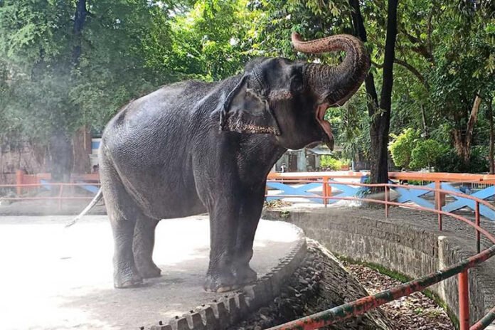 Controversy Over Mali’s Display at Manila Zoo