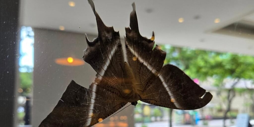 Tropical Swallowtail Moths
