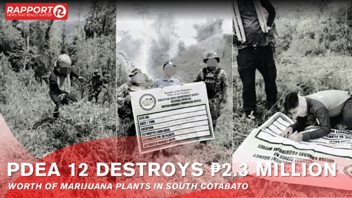 PDEA 12 Destroys Marijuana Plants