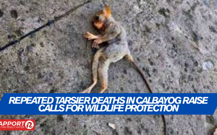 Tarsier Deaths