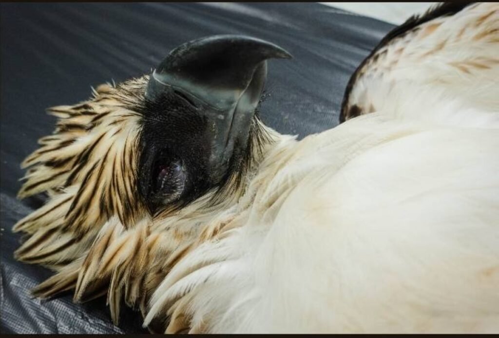 Urgent Appeal Following Electrocution Deaths of Two Philippine Eagles