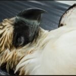 Urgent Appeal Following Electrocution Deaths of Two Philippine Eagles