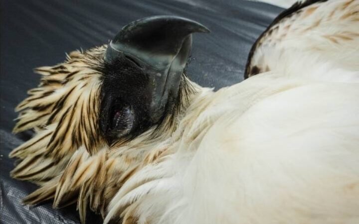 Urgent Appeal Following Electrocution Deaths of Two Philippine Eagles