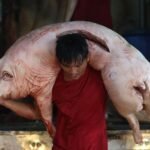 Hog Raisers Initiate Three-Day ‘Pork Holiday’ Amid Economic Struggles