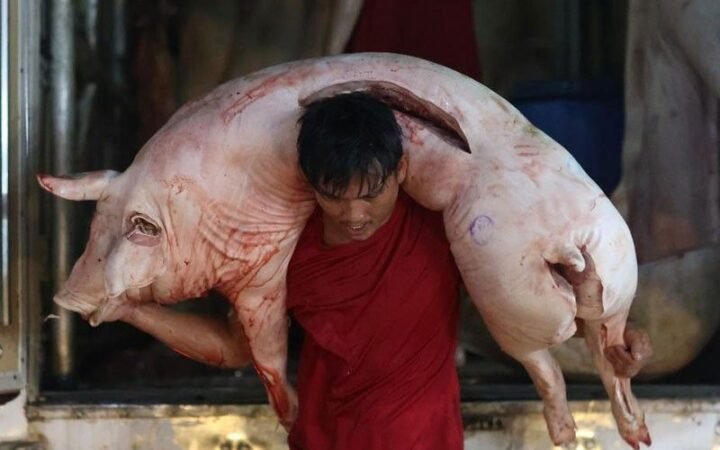 Hog Raisers Initiate Three-Day ‘Pork Holiday’ Amid Economic Struggles
